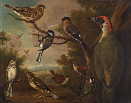 British Birds: Corn Bunting; Great Tit; Bullfinch; Green Woodpecker; Pipits; Wrens and a Coal Tit