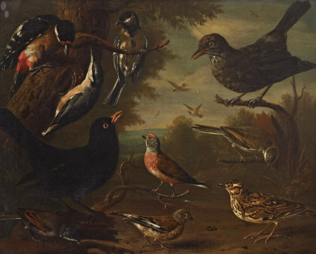 British Birds: Hen Blackbird; Great Tit; Nuthatch; Great Spotted Woodpecker; Cock Whitethroat; Cock ...