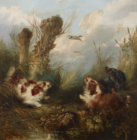 Three Spaniels putting up a Brace of Mallard
