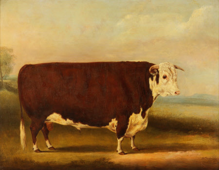 Hereford Bull ‘Walford'