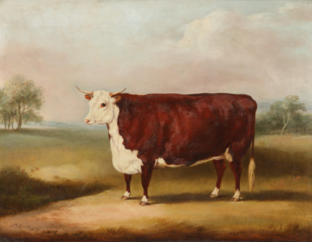 Hereford Cow
