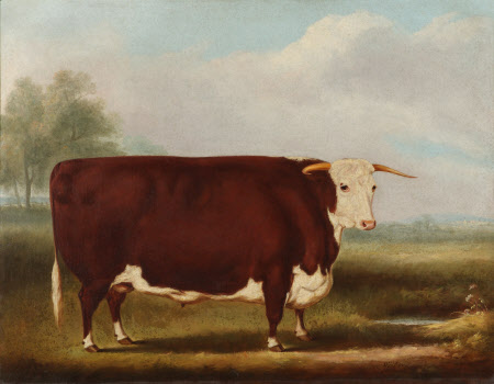 Hereford Bull
