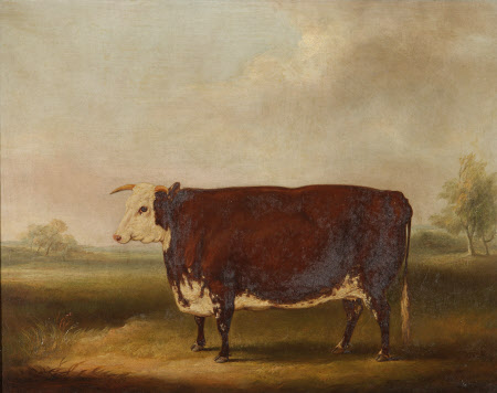 Hereford Cow