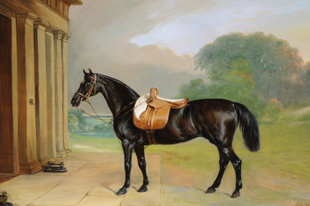 A Bay Hunter called 'Queen Mab'  outside Calke Abbey