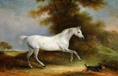 A Dappled Grey Hunter called 'Spangle' and a Terrier called 'Reveller'