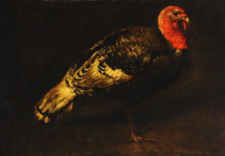 A Turkey Cock