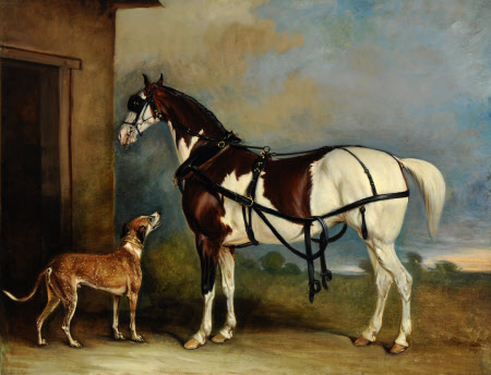'Lofty' a Skewbald Carriage Horse with a Greyhound