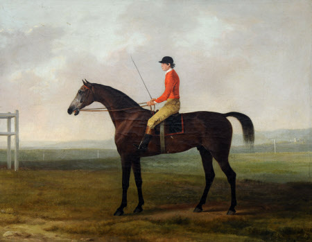 Pilot, a Grey Racehorse with a Jockey up in a Racecourse Setting
