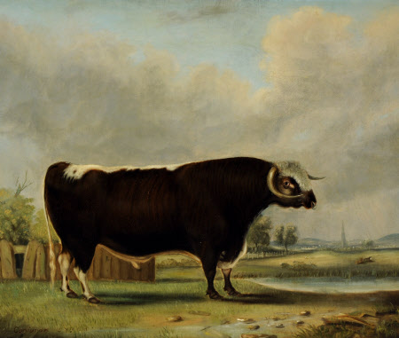 'Conjuror', a Four-year-old Prize Longhorn Bull