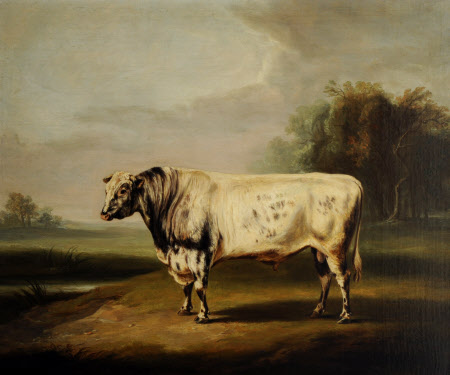A Prize Grey Shorthorn Bull by a Pond