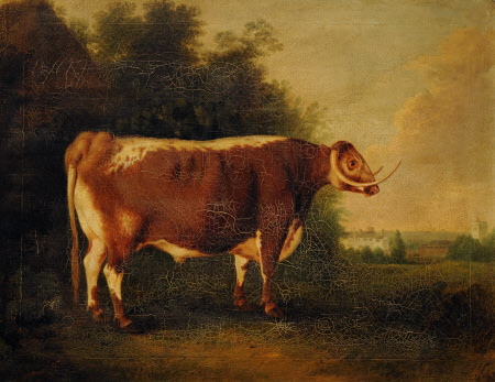 A Prize Longhorn Bull