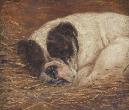 A Bulldog asleep on a Bed of Straw