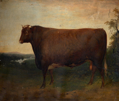 'Weathercock': a Champion Bull, Winner of the 2nd prize of 20 £ in Class E of the R. A. Society in ...