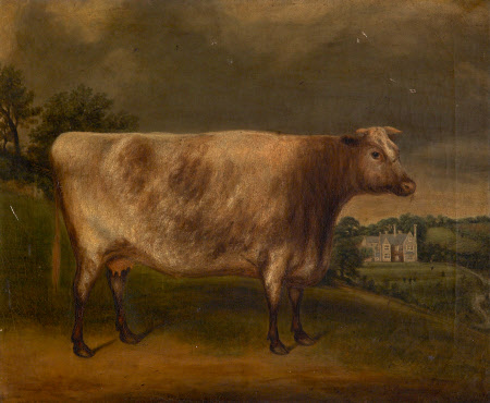 'Waterwitch': Prize Cow, Winner of the 1st Prize, Totnes, 1851