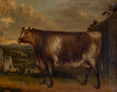 'Lunette': Prize Cow,  Winner of the 1st Prize at Modbury, 1850