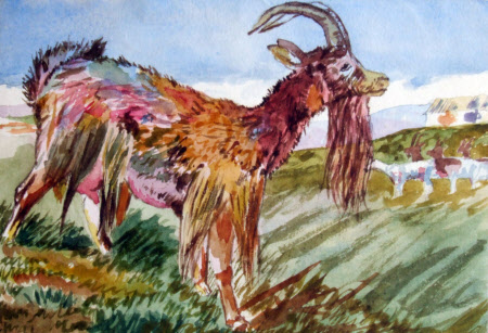 A Goat