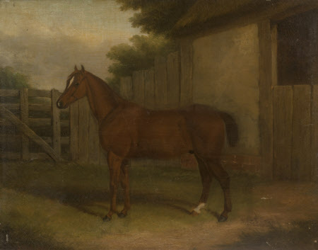 A Bay Hunter in a Paddock in front of a Stable