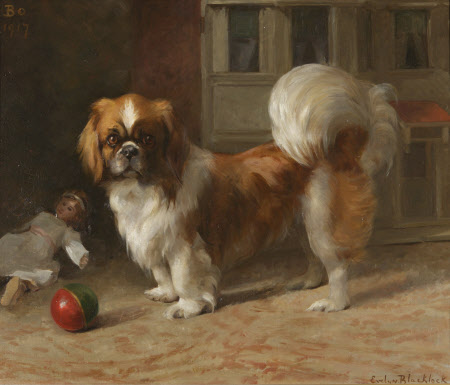 'Bo', a Pekingese dog