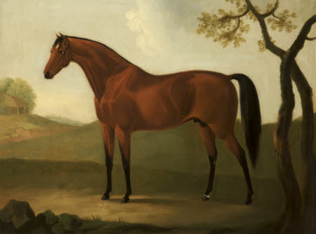 A Chestnut Hunter