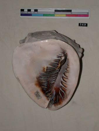 Shell