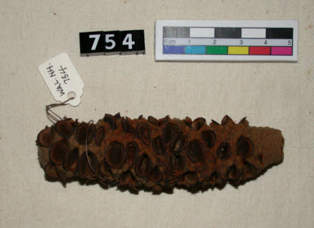 Protaceae specimen