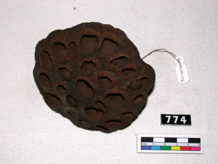 Seed