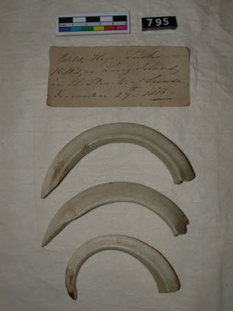 Tooth