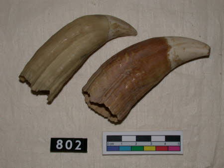 Tooth