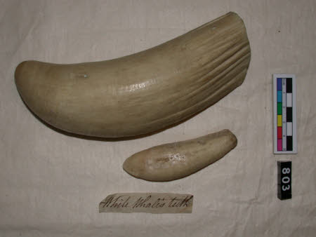 Tooth