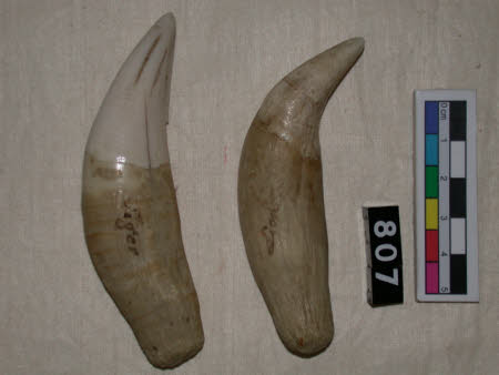 Tooth