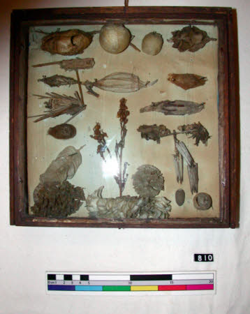 Seed