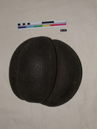 Seed