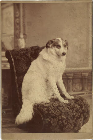 Phylis, owned by William McEwan