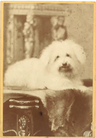 A white fluffy dog