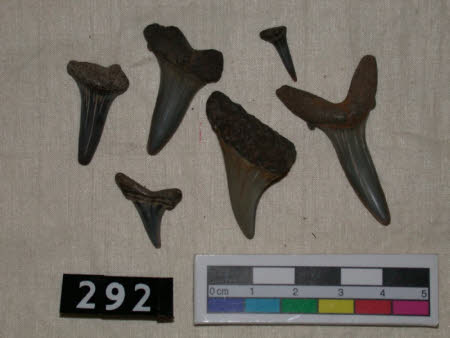 Tooth
