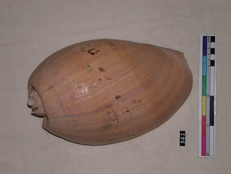 Shell