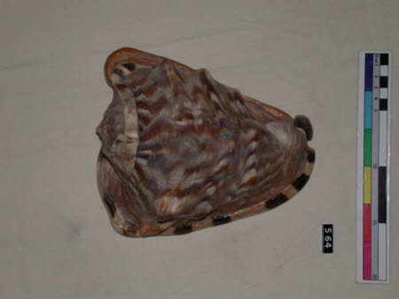 Shell