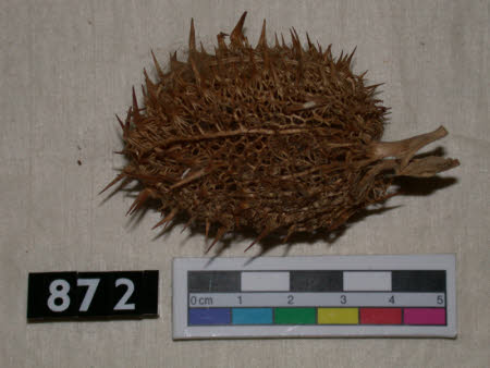 Seed