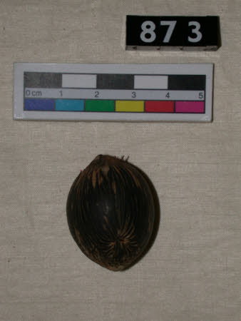 Seed