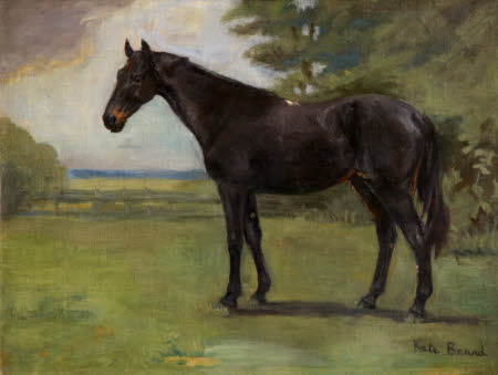  'Clare', Portrait of a Horse