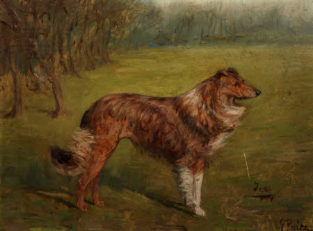 'Tess', Portrait of a Dog