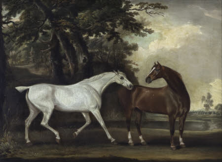 'Snowdrop', a Grey  and 'Nimble', a Bay