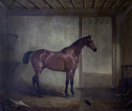 A Bay Hunter in Stable