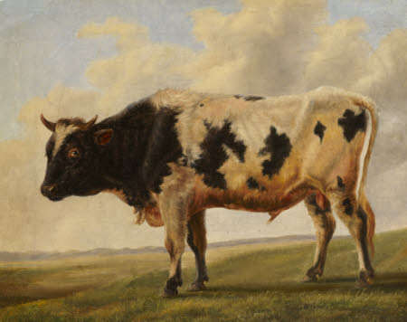 Friesian Bull in a Landscape