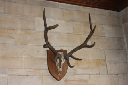 Antler