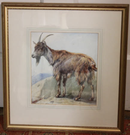 Study of a Goat
