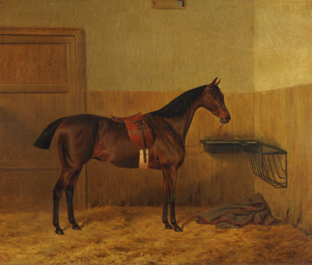 A Saddled Bay Hunter in a Stable