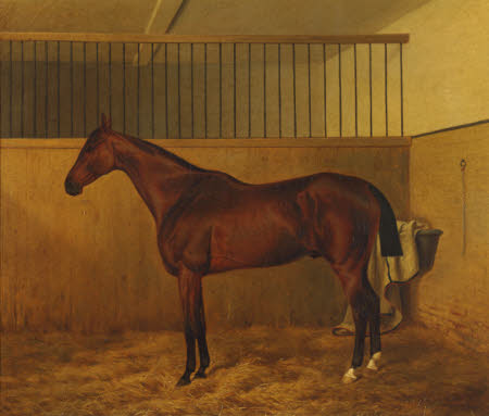 A Bay Hunter in a Stable
