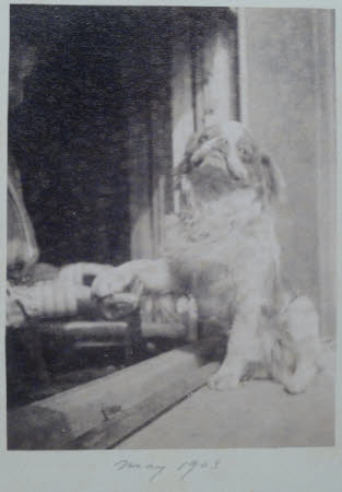 Torà the dog, Munich - May 1903