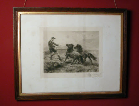 Highlander struggling with two stubborn ponies